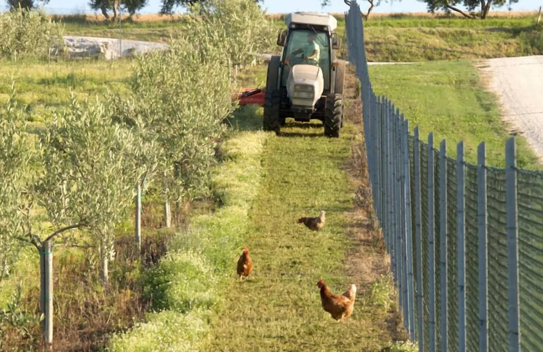 Azienda Agrituristica Le Bucoliche-1